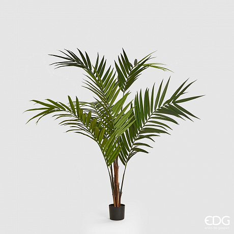 Филодендрон